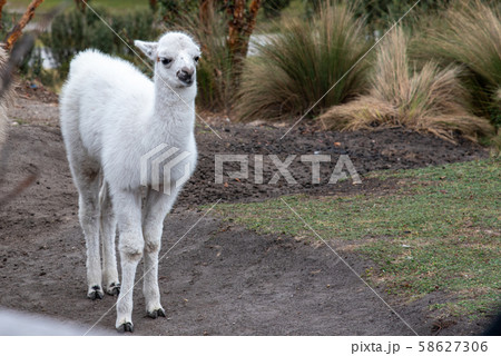 Alpaca at the Pichincha volcano 58627306
