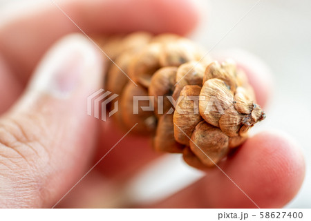 Pine cone from close up 58627400
