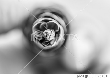 Pine cone from close up Pine cone from close up 58627401