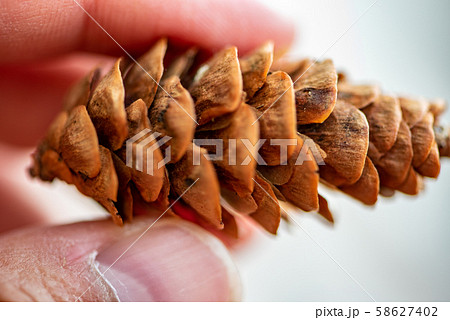 Pine cone from close up 58627402