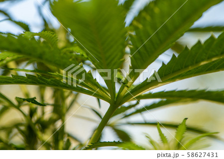 Detail of a marijuana plant 58627431