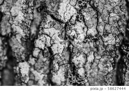 Pine bark from close up Pine bark from close up 58627444