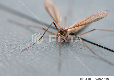 Still crane fly 58627461