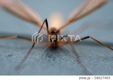 Still crane fly 58627464
