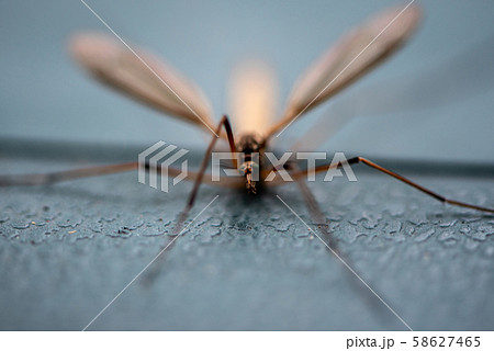 Still crane fly 58627465
