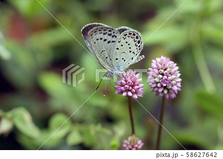 ヒメツルソバ(姫蔓蕎麦)を訪れたヤマトシジミ ヒメツルソバ(姫蔓蕎麦)を訪れたヤマトシジミ 58627642