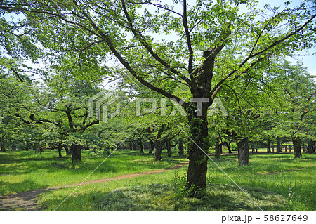 東京都小金井市 小金井公園 桜の園 東京都小金井市 小金井公園 桜の園 58627649