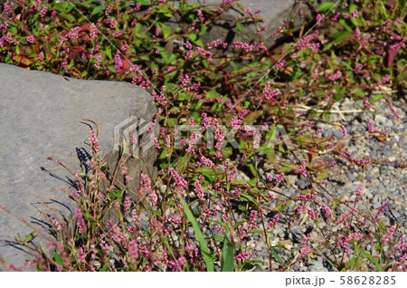 花を咲かせたタデ科の雑草の写真素材