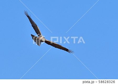 青空バックに悠然と飛ぶチュウヒオス 青空バックに悠然と飛ぶチュウヒオス 58628326