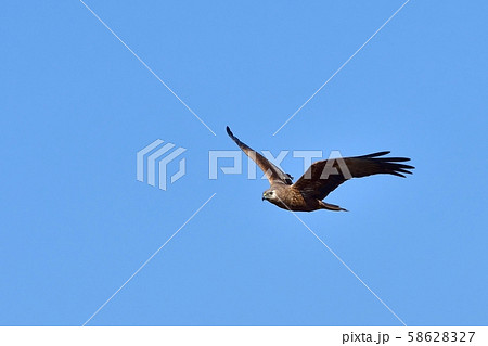 青空バックに悠然と飛ぶチュウヒメス 58628327