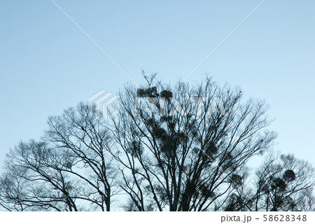 夜明け前の空とヤドリギ 夜明け前の空とヤドリギ 58628348