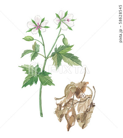 ゲンノショウコ 現の証拠 花と乾燥葉のイラスト素材 58628545 Pixta