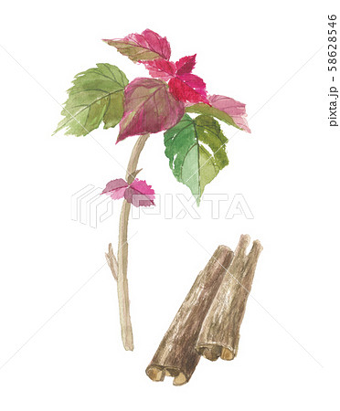 赤芽柏 アカメガシワ 葉と樹皮 赤芽柏 アカメガシワ 葉と樹皮 58628546