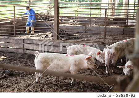 養豚 養豚 58628792