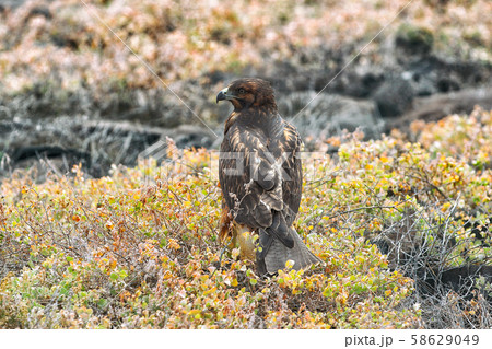 Galapagos Hawk - Galapagos wildlife animals in natural habitat Espanola Island Galapagos Hawk - Galapagos wildlife animals in natural habitat Espanola Island 58629049