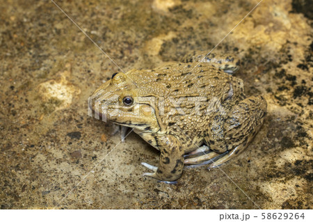 Image of Chinese edible frog, East Asian bullfrog, Image of Chinese edible frog, East Asian bullfrog, 58629264