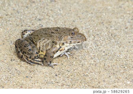 Image of Chinese edible frog, East Asian bullfrog, 58629265