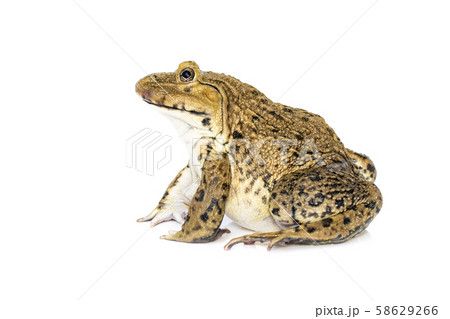Image of Chinese edible frog, East Asian bullfrog, Image of Chinese edible frog, East Asian bullfrog, 58629266
