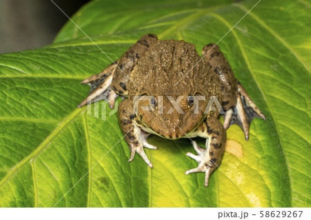 Image of Chinese edible frog, East Asian bullfrog, 58629267