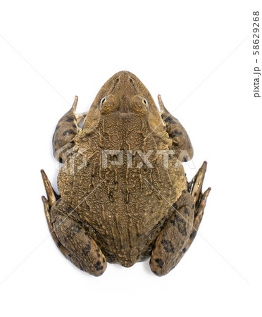 Image of Chinese edible frog, East Asian bullfrog, Image of Chinese edible frog, East Asian bullfrog, 58629268