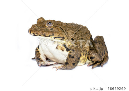 Image of Chinese edible frog, East Asian bullfrog, Image of Chinese edible frog, East Asian bullfrog, 58629269