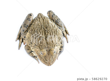 Image of Chinese edible frog, East Asian bullfrog, 58629270