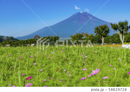 富士山 コスモス の写真素材