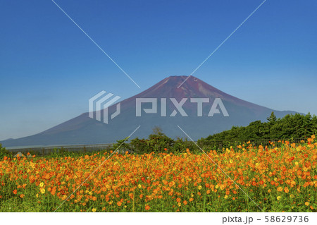 【富士山 黄花コスモス】 【富士山 黄花コスモス】 58629736