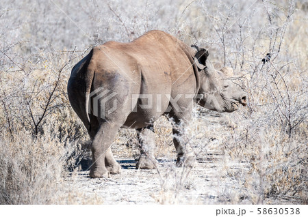 Black Rhinoceros Browsing under a tree. Black Rhinoceros Browsing under a tree. 58630538