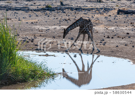 Giraffes in Etosha National Park Giraffes in Etosha National Park 58630544