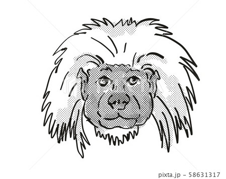 Cottontop Tamarin Endangered Wildlife Cartoon 58631317
