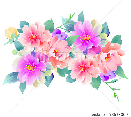 牡丹 ぼたん しゃくやくのイラスト素材