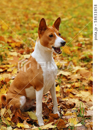 Two-year-old Basenji dog sitting on the autumn Two-year-old Basenji dog sitting on the autumn 58633858