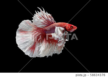 Siamese Fighting Fish, Betta splendens on black Background, Half Moon. 58634376