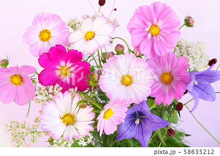 コスモスの切花 58635212