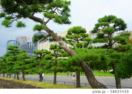 Pine trees and skyscrapers. High rise buildings in Chiyoda. Chiyoda-ku is a special ward located in central Tokyo Pine trees and skyscrapers. High rise buildings in Chiyoda. Chiyoda-ku is a special ward located in central Tokyo 58635439