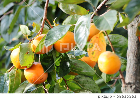 柿　カキ　柿の木 58635563