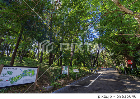 林試の森公園の風景 58635646