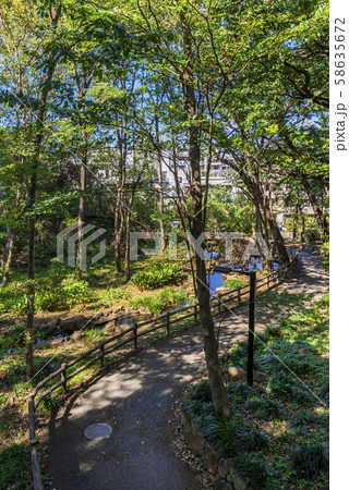 林試の森公園の風景 清流の流れ 58635672