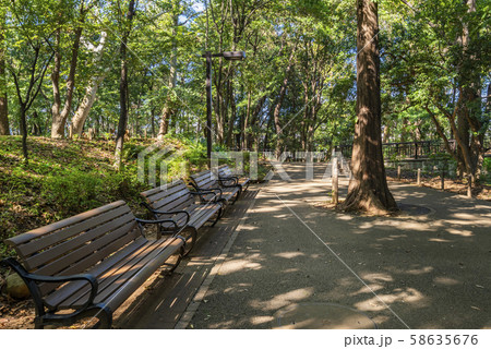 林試の森公園の風景 ラクショウの森とベンチ 58635676