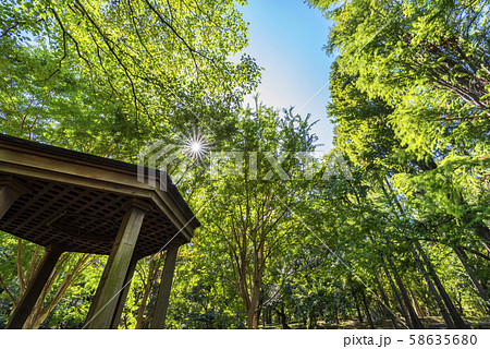 林試の森公園の風景 58635680