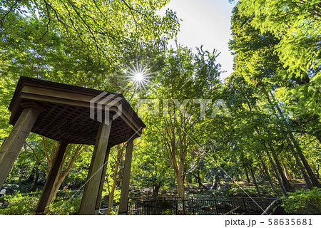 林試の森公園の風景 58635681