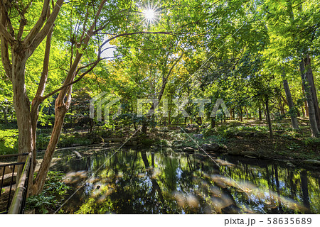 林試の森公園の風景 木漏れ日が揺れる水面 58635689