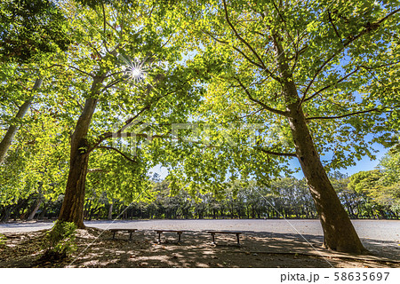 林試の森公園の風景 大きな広場とプラタナスの並木 58635697
