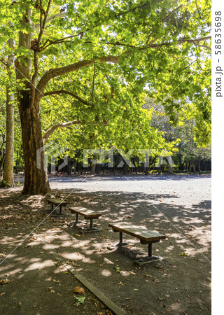 林試の森公園の風景 大きな広場とプラタナスの並木 58635698