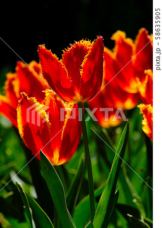 チューリップ チューリップ 58635905