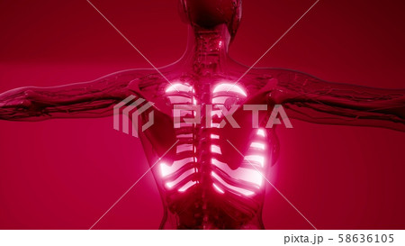 Human Lungs Radiology Exam Human Lungs Radiology Exam 58636105