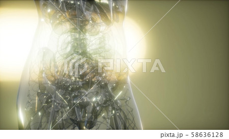X-Ray Image Of Human Body 58636128