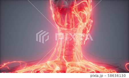 Blood Vessels of Human Body 58636130