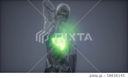 Human Liver Radiology Exam Human Liver Radiology Exam 58636145